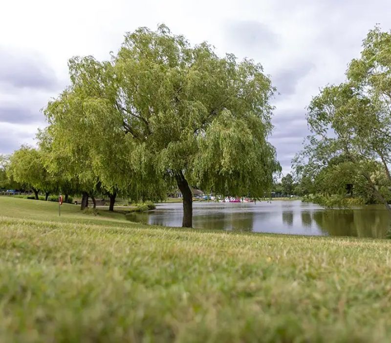trees around a lake in swanley park
